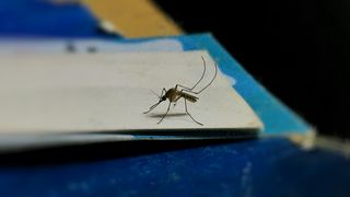 Șase cazuri de West Nile &icirc;n Rom&acirc;nia. Ce v&acirc;rstă au persoanele care s-au infectat cu virusul