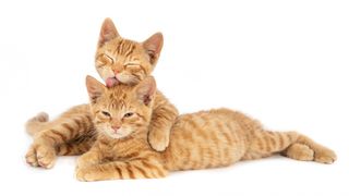 Cât trăiește o pisică în ani omenești. Diferă în funcție de rasă