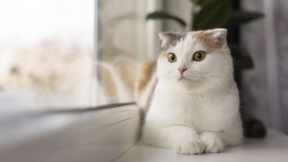 C&acirc;t traiește o pisică