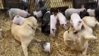 VIDEO Gusturile ciudate ale unui labrador! C&acirc;inele este prieten &bdquo;la cataramă&rdquo; cu porcii