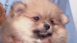 VIDEO Aglomerație la saloanele canine din Sibiu! Cu c&acirc;t timp &icirc;nainte se fac programările?