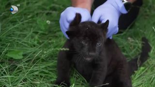 VIDEO Un pui de jaguar, vedetă la o grădină zoologică! În acest an, în Europa, au fost născute două astfel de feline