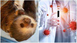 Virusul Oropouche a ucis tineri de 20 de ani în Brazilia și a fost detectat în Europa pentru prima dată. A fost transmis la om de la leneș