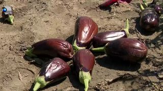 VIDEO Rachetele antigrindină au &icirc;mpărțit fermierii &icirc;n două tabere! Unii vor acest sistem, alții se revoltă