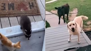 VIDEO Animalele cu prieteni neobișnuiți! Pisicile își fac amici din sălbăticie