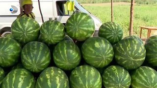 VIDEO &Icirc;n ce condiții ne &icirc;mbolnăvesc pepenii? Iată ce spun medicii!