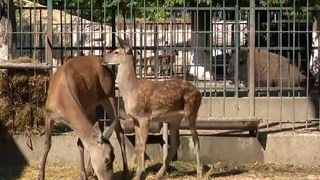 VIDEO Bambi își scrie o nouă poveste la o grădină zoologică! Puiul de cerb a devenit un animal foarte iubit de vizitatori