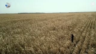 VIDEO Seceta a &icirc;ngenuncheat fermierii! Pagubele se ridică la zeci de milioane de euro