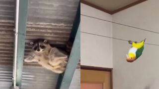 VIDEO Tom Cruise poate fi &icirc;nlocuit de animale! Un raton și un papagal au aptitudini de cascador