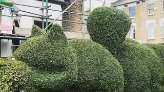 VIDEO Opere de artă din gardul viu al casei! Un grădinar din Marea Britanie &bdquo;dă viață&rdquo; vegetației