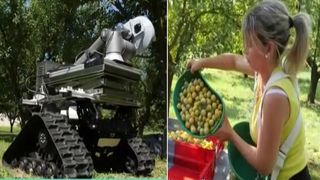 VIDEO Robotul care ajută la recoltat prune și face diferența &icirc;ntre fructele bune și cele stricate