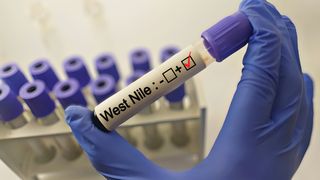 Zeci de cazuri de infectări cu virusul West Nile în ultima perioadă, în România