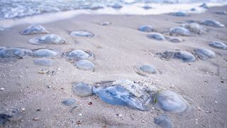 VIDEO De ce sunt pline plajele din România de meduze si alge. Turiștii se plâng de mirosul oribil și că nu pot intra în apă