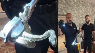 VIDEO Șarpe de doi metri, ascuns &icirc;n mobila din bucătărie