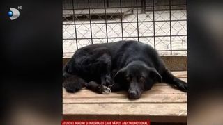 VIDEO Adăpostul morții la T&acirc;rgu Jiu: 60 de c&acirc;ini uciși fără milă. Dezvăluiri șocante