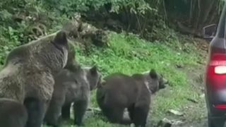 ursi, mancare ursi, hrana ursi 