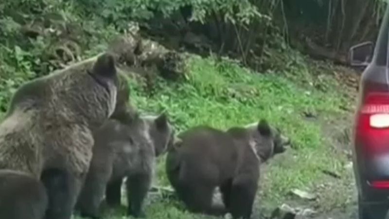 ursi, mancare ursi, hrana ursi 