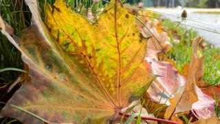 VIDEO De ce s-au uscat și cad deja frunzele copacilor. Fenomen straniu &icirc;n Rom&acirc;nia &icirc;n luna august