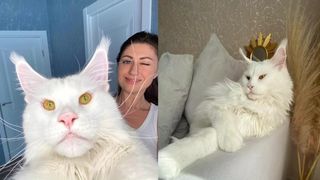 VIDEO Kefir, motanul mare cât un copil! În ciuda figurii morocănoase, este o pisică foarte iubitoare