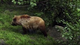 VIDEO Birocrația dă liber la safari cu urși! Internetul este plin de oferte pentru românii și străinii care vor să vadă animalele de aproape