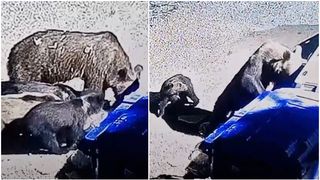 VIDEO Panică în Târgu Mureș. O ursoaică cu trei pui au fost surprinși căutând mâncare, în tomberoane. Oamenii sunt îngroziți "O să luăm măsuri"
