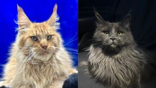 VIDEO Pisicile Maine Coon, cele mai iubitoare feline! Iată cum se comportă animalele poreclite „micii giganți”!