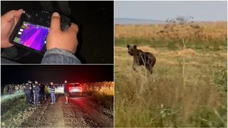 Panică &icirc;n Neamț! Un urs care dă t&acirc;rcoale prin mai multe localități, căutat cu dronele