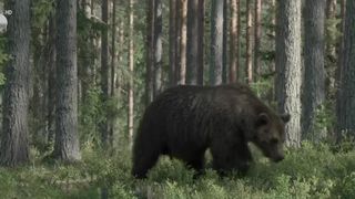 VIDEO Urșii, principalul inamic al autorităților! Zeci de animale au fost ucise de când s-au stabilit cotele de vânătoare