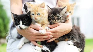 Suma ireală cu care a fost amendată o femeie din Reghin care a abandonat o pisică cu patru pui. C&acirc;ți bani trebuie să scoată din buzunar