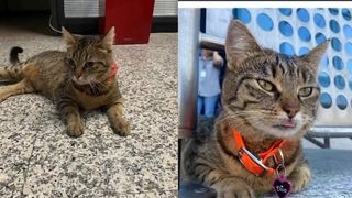 VIDEO Vasi, pisica de la Aeroportul Otopeni a dispărut! „Ajutați-ne să o găsim"