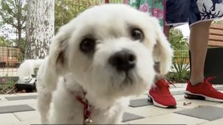 VIDEO Puteți călători cu c&acirc;inele &icirc;n autobuz! Stăp&acirc;nii animalelor de companie nu mai au de ce să &icirc;și facă griji