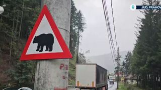 VIDEO Atenție, urși! Unii &icirc;i v&acirc;nează, iar alții sunt &icirc;n pericol din cauza animalelor