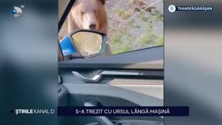 S-a trezit cu ursul l&acirc;ngă mașină! Amenzi usturătoare pentru cei care hrănesc animalele