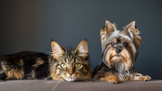 VIDEO Toamna călduroasă poate afecta animalele! Cum &icirc;ngrijim c&acirc;inii și pisicile?