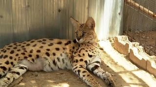 VIDEO Râsul african, un animal de companie exotic! Cât de greu este să crești astfel de feline?