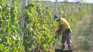 VIDEO Pensionari la cules de struguri! Cât poate câștiga un muncitor după o zi productivă la fermă?