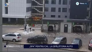 VIDEO „Spa” pentru cal la spălătoria auto. Animalul a fost „răsfățat” precum un autoturism de proprietari