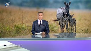 VIDEO Beauty, primul pui de zebră născut la grădina zoologică din Brașov