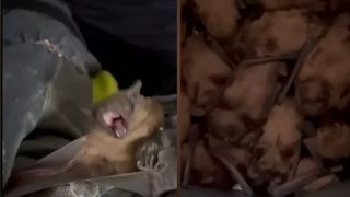 VIDEO Invazie de lilieci la Spitalul „Sfântul Spiridon”!