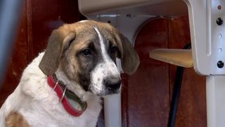 VIDEO Ora pentru animale, materie nouă în școli! Copiii din Ilfov vor învăța cum să le ocrotească