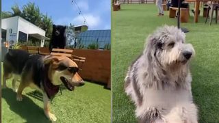 VIDEO Clubul cățeilor din Los Angeles! Stăpânii și prietenii blănoși se pot distra și socializa aici