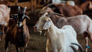 VIDEO Primul focar de variolă ovină, la câțiva kilometri de granița României. Fermierii sunt în alertă