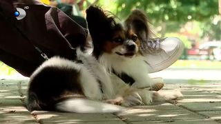 VIDEO „Dacă eu îl iubesc, trebuie să-l iubească și el”. Alegerea grea: partenerul sau animăluțul