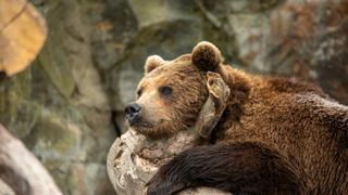 VIDEO RO-ALERT pentru un urs plimbăreț! Animalul a fost văzut într-o comună din județul Vrancea