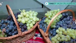 VIDEO „Devine, cumva, o plăcere să îl ai pe masă și să te bucuri de el”. Strugurele, vedeta începutului de toamnă