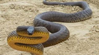 Taipanul de interior este considerat cel mai veninos șarpe din lume 