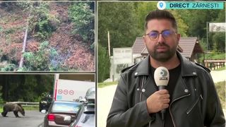 VIDEO Urșii de pe Transfăgărășan vor fi relocați! Animalele vor ajunge la Zărnești