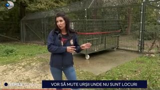 VIDEO Vor să mute urșii unde nu sunt locuri