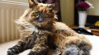 A murit cea mai bătrână pisică din lume. Câți ani avea Rosie