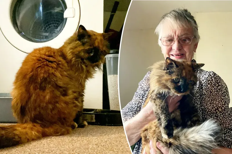 Rosie, cea mai bătrână pisică din lume, alături de stăpâna ei